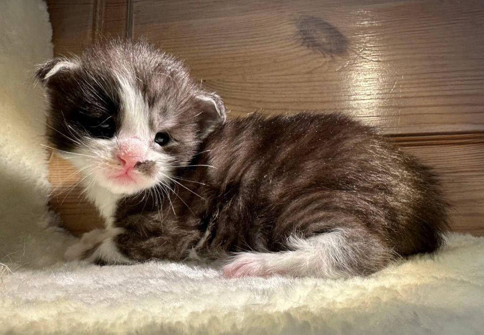 Die beiden Brüder dürfen zusammen bleiben, alle haben Ihr Zuhause gefunden! Mühltal Blue´s Darkness unterstützt eine befreundete Cattery!